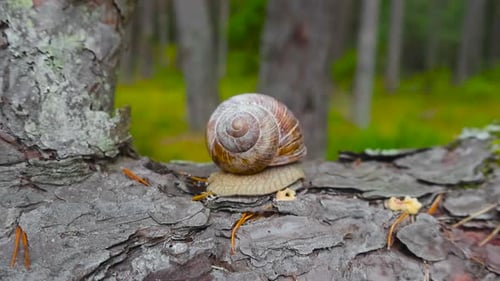 Gartenschnecke oder eine normale Schnecke, deren Haus sich auf einer braunen Kiefern- oder Fichtenrinde bewegt