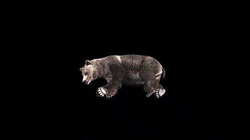 Bear Lying