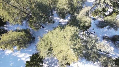 Overhead Snowy Trees