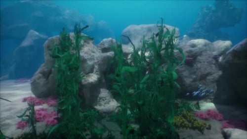 Shallow Ocean Floor with Coral Reef and Fish