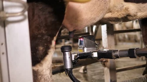 Gros plan d'une installation mécanisée pour la traite des vaches sur des mamelles dans une ferme laitière