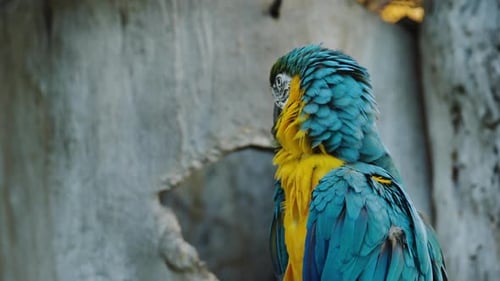 blau-gelber Ara (Ara ararauna), auch bekannt als der blau-goldene Ara