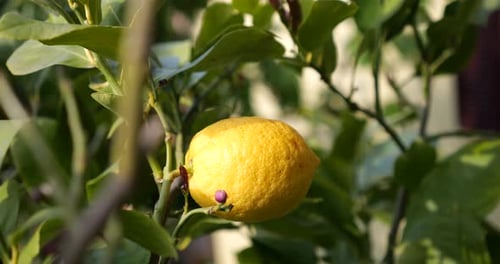 Bright Yellow Lemon Growing on Lemon Tree