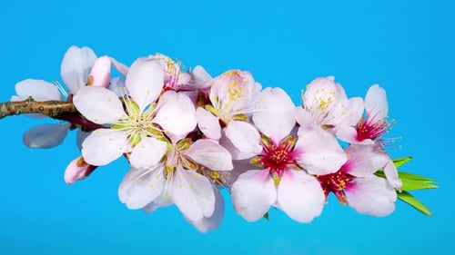 Almond Flowers Bloom in Time Lapse on a Blue Background. Macro Timelapse Video of Spring Tree