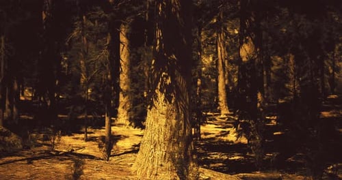 Sunlight Filtering Through Trees in a Serene Forest Setting During Midday