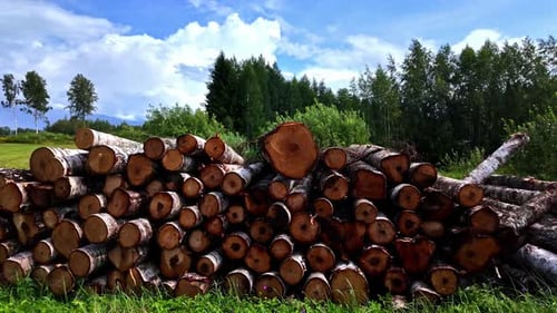 Freshly cut logs stacked outdoors against a backdrop of lush green trees and a bright blue sky