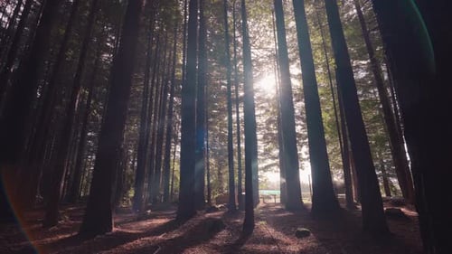 Bright morning sunlight shines through grand Redwood trees in New Zealand
