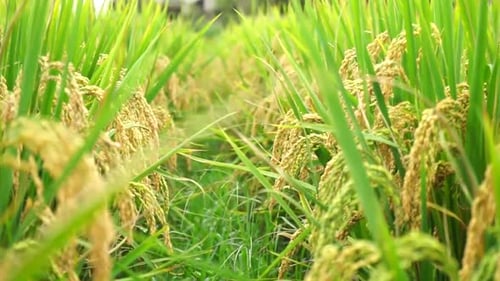 Close-Up Of A Golden Rice Plants Under The Blue Sky; Ripe Rice Ears Paddy In The Harvest Field Seaso