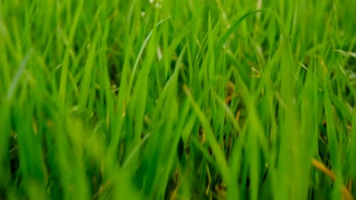 Rasengras-Nahaufnahme im Garten Selektiver Fokus