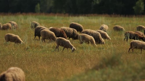 Flock of Sheep and Lambs Eat Grass Freerange in Meadow Surrounded By Forest Herd is Kept on Ranch