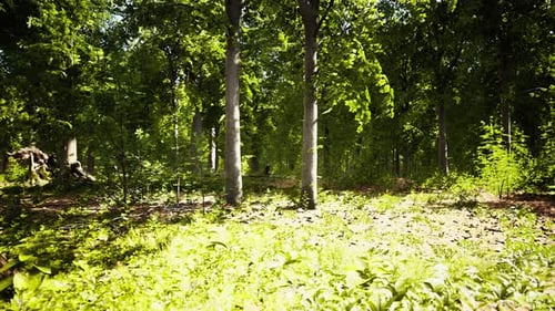Forest Scene with Mossy Ground in Sunny Evening in Summer
