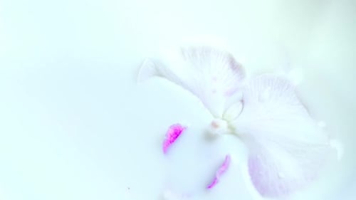 White Orchid Floating in White Liquid