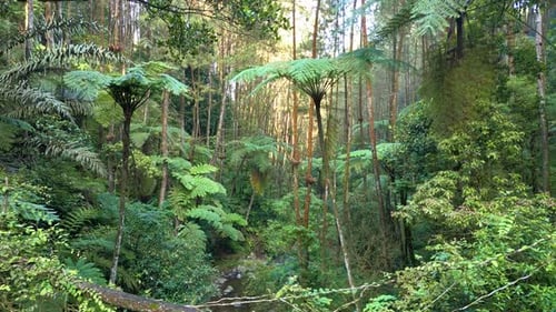 Drone Flying Through a Dense Forest of Tall Trees and Thick Undergrowth
