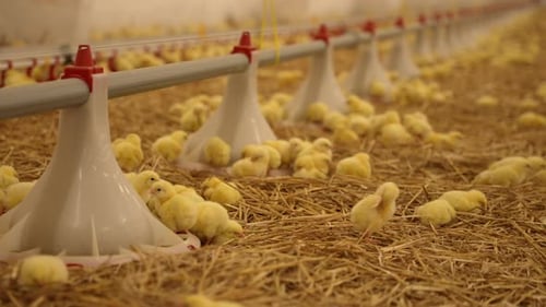 Little Cute Newborn Chicks on a Poultry Farm