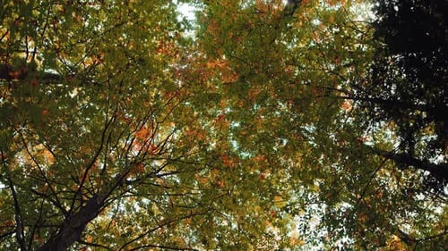 Trees with Colorful Autumn Leaves from Below
