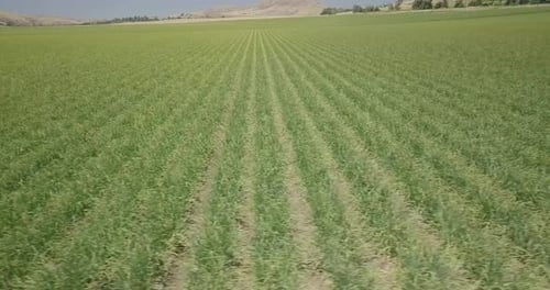 Rural farmland, aerial footage, low flying sideways of sprawling green crops, looking down length of