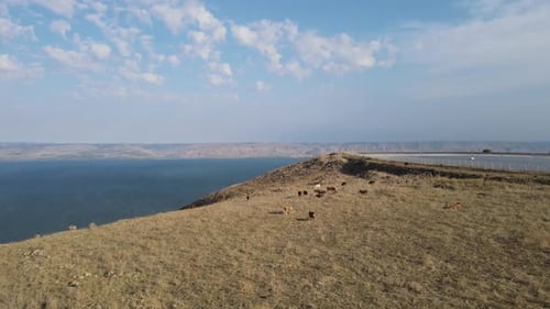 Aerial Panning Shot Of Domestic Cattle Grazing On Mount Arbel, Drone Flying Over Mountain