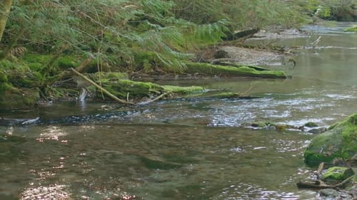 Flacher Bach mit üppiger Ufervegetation in British Columbia, Kanada.