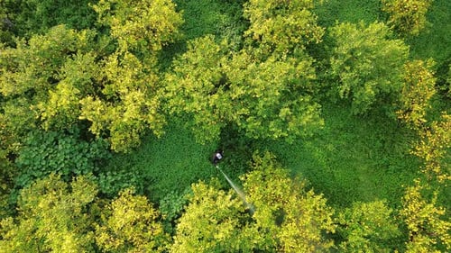 Citrus Grove Irrigation: Aerial View of Farmer Watering Trees