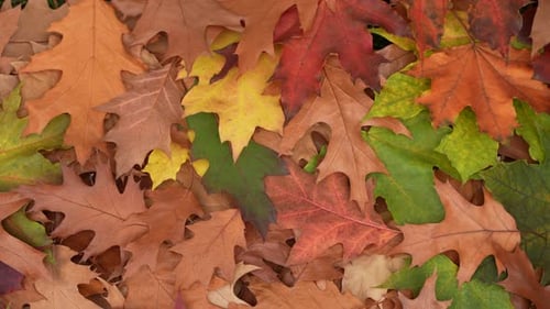 Pile of Colorful Autumn Leaves
