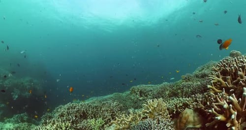 Underwater Scene with Coral Reef and Fish