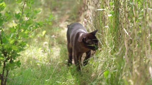 Elegant Dark Cat Walking Through Green Grass