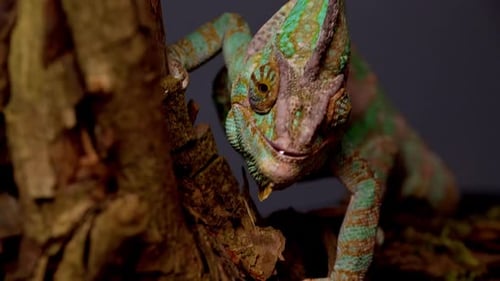 Caméléon voilé Chamaeleo Calyptratus est assis sur une branche et regarde dans différentes directions de près un