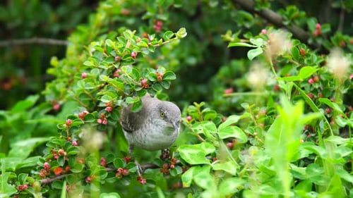 Barred Warbler