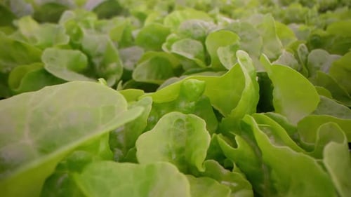 Organic Spinach Leaves Growing in Hydroponic Greenhouse Fresh Sustainable Farm