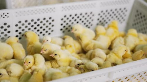 Süße, flauschige gelbe Mädels drängen sich in der Plastikbox. Geflügelunternehmen.