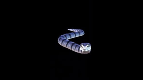 Anaconda Run Front