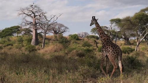 Giraffe wandering near baobab trees in Tanzania