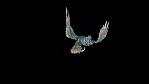 Carrion Crow Fly Attack im Leerlauf