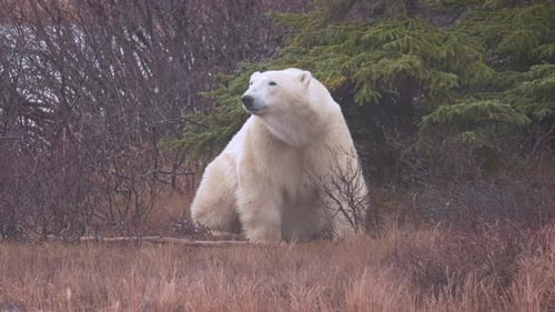 Slow motion polar bear sitting and looking around amongst the sub-arctic brush and trees of