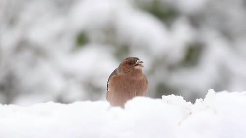 El pinzón macho Fringilla coelebs se alimenta en la nieve. enero. REINO UNIDO