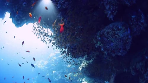Underwater school of fish over coral reef