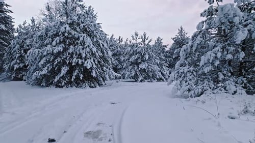 Snowy forest and country road in Poland.
