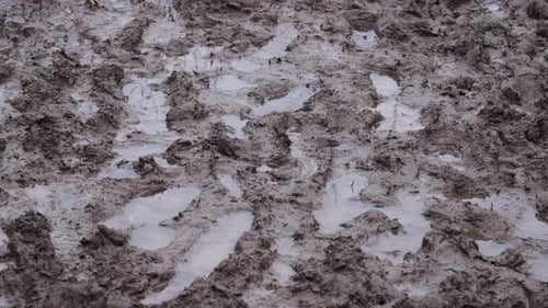 Mud, mud and more mud as a walker wearing wellington boots treads slowly through the rain sodden gro