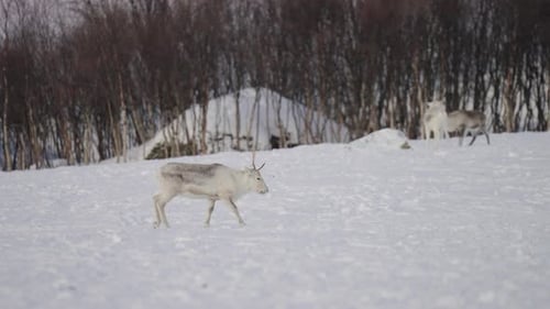 Portrait Of A Snowy Sami Reindeer In Forest Mountains In Tromso, Norway. Slow Motion