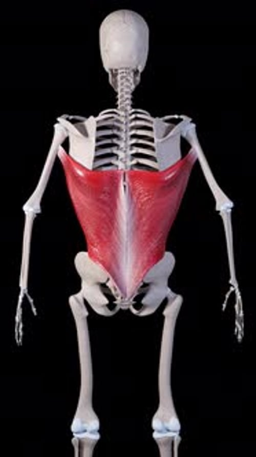 Latissimus Dorsi Muscle Movement Back View Vertical Video
