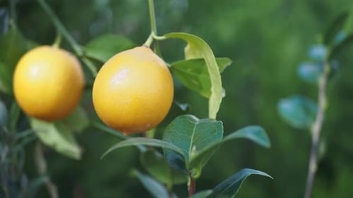 Fresh Lemons From a Lemon Tree in a Yellow Pot in a Tranquil Garden