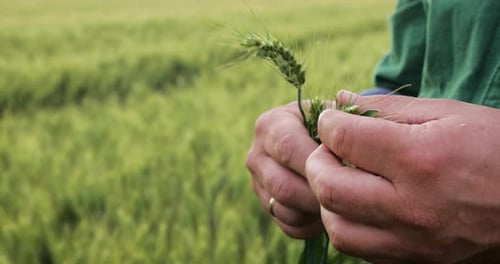 Close up of farmer hands examining wheat crop in field.