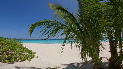 Tropical Paradise Resort with Palm Trees in the Foreground, Maldives