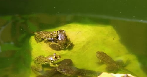 Statisches Video von jungen grünen Fröschen auf Felsen. Frosch springt weg.