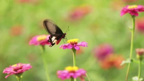 Swallow tail butterfly, the common rose, pollenating vivid pink zinnia flowers on pastel green bokeh