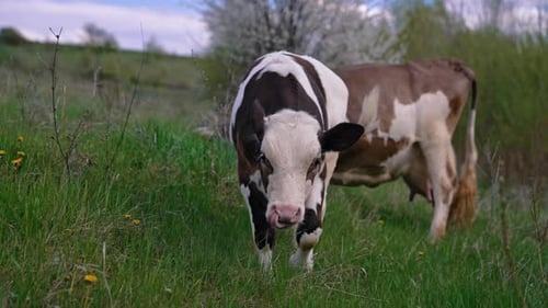 Cows on pasture. Calf and a dairy cow eating green grass. Domestic animals on a meadow.