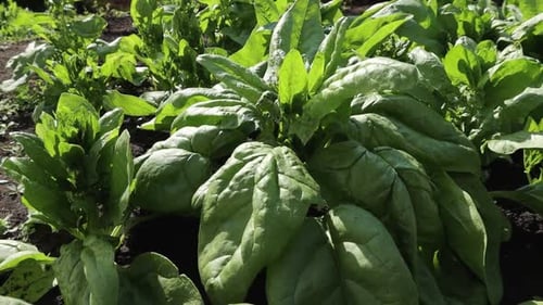 Growing spinach.