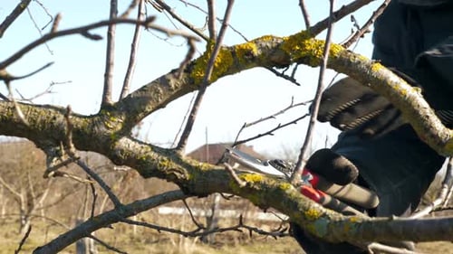 20, The gardener cuts the extra branches of the fruit tree with secateurs. Gardening concept.