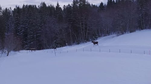Tiefschnee-Naturlandschaft mit wandernden Elchtieren. Weitwinkelaufnahme
aus der Luft