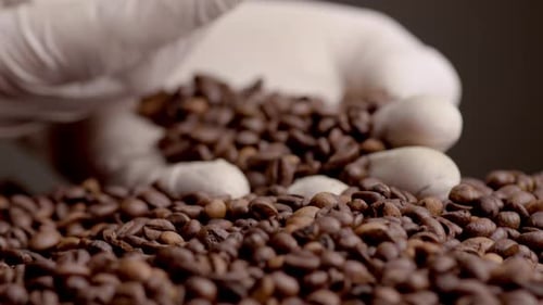 View of Perfect Roasted Coffee Grains on Palm Wearing White Gloves Close